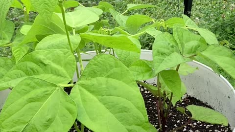Bush and pole bean update.