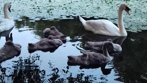 I'm the interpreter of these beautiful swans...🤣