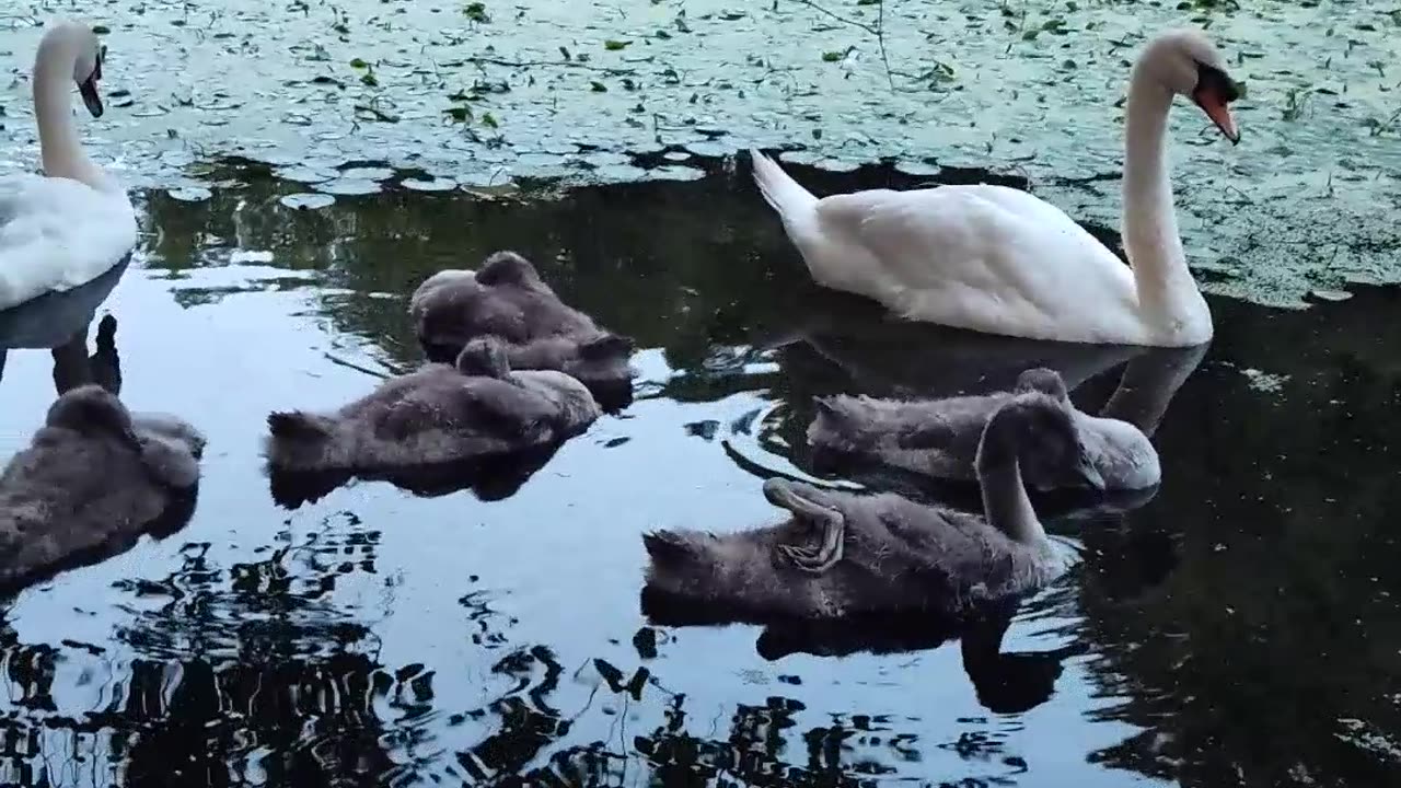 I'm the interpreter of these beautiful swans...🤣