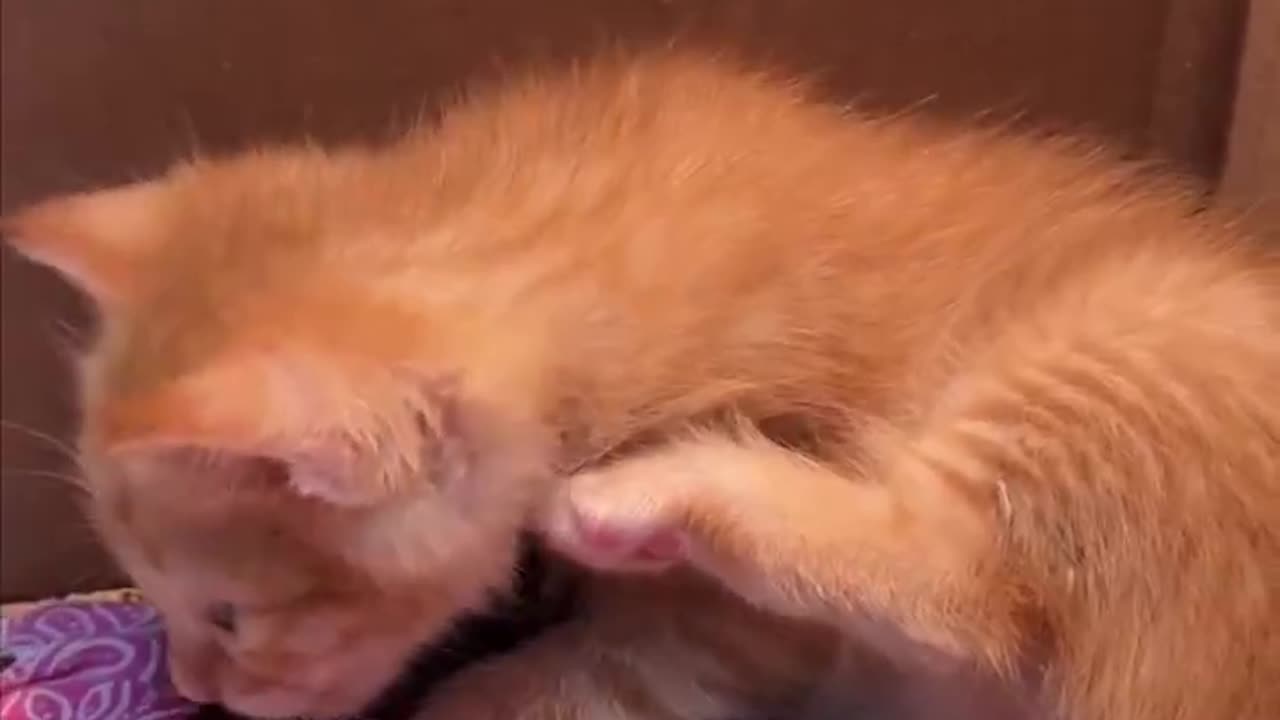 We've never seen a cat and bird cuddle 🥺🤗