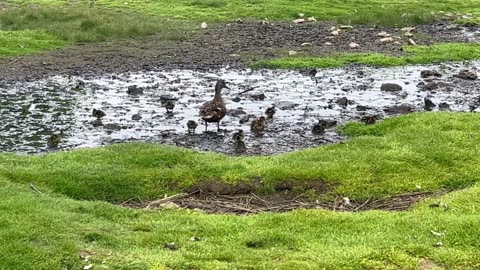 Calm mama duck keeps ducklings out of harms way