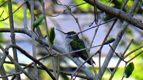 Hummingbird
