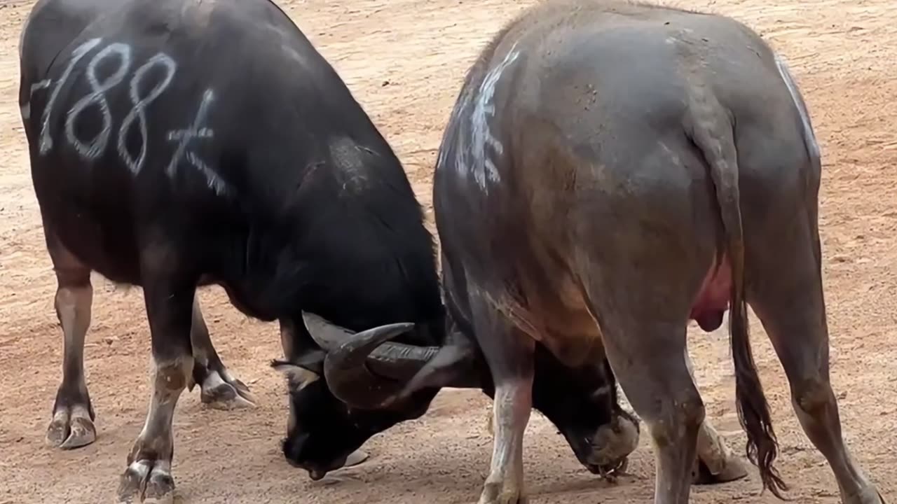National Bullfighting Culture