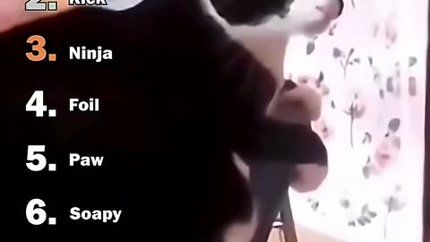 Ranking Best Out Of Control Cats Moments