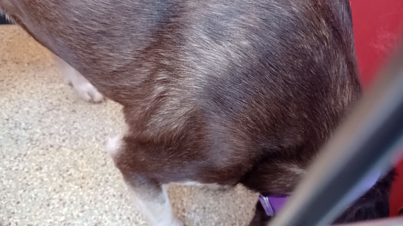 Ron 3y A883258 kennel 62 pod 3 PACC shelter beautiful boy sat 4 me some & we share a meal20251126542