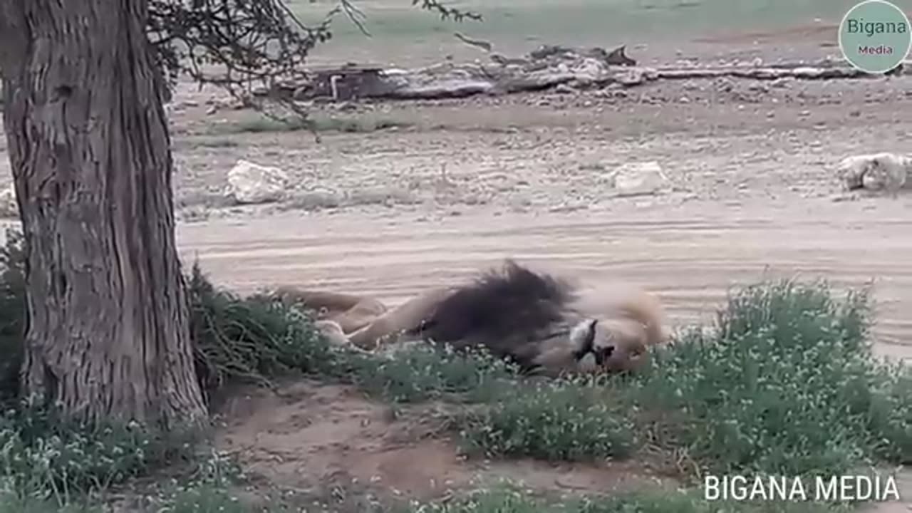 animals
