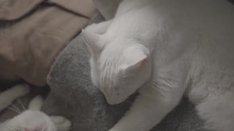 Cute Animal Ep15