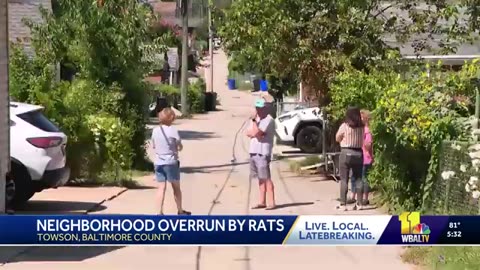 Some Towson residents deal with rat infestation