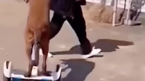 Playful animals