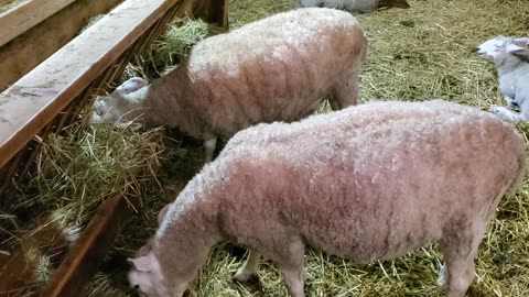 cute sheep at a farm