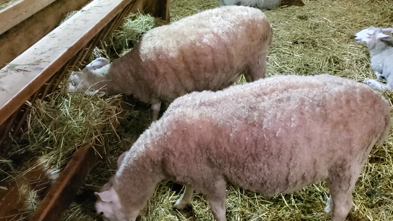 cute sheep at a farm