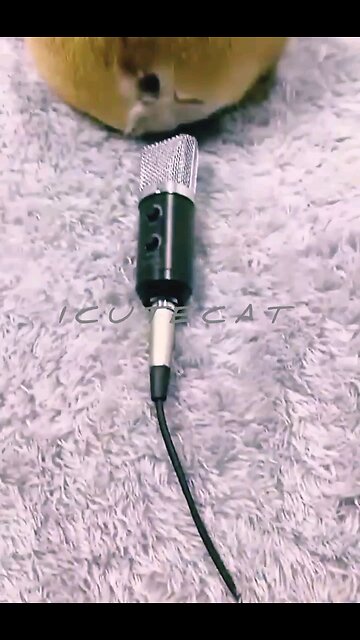 NEWSMAX2 LIVE | Real News for Real People?FUNNY HUSKY VIDEO