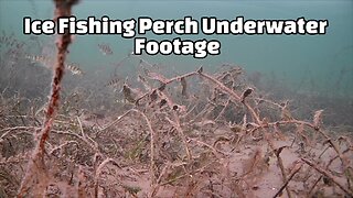 Ice Fishing Perch Underwater Footage