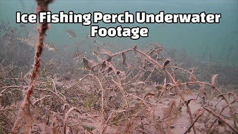 Ice Fishing Perch Underwater Footage