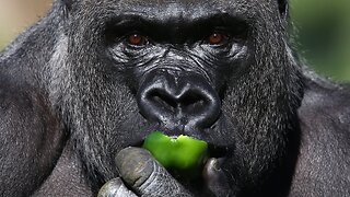 MGTOW Talks: Gorillas, Animals And Ethics