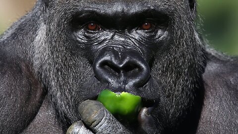 MGTOW Talks: Gorillas, Animals And Ethics