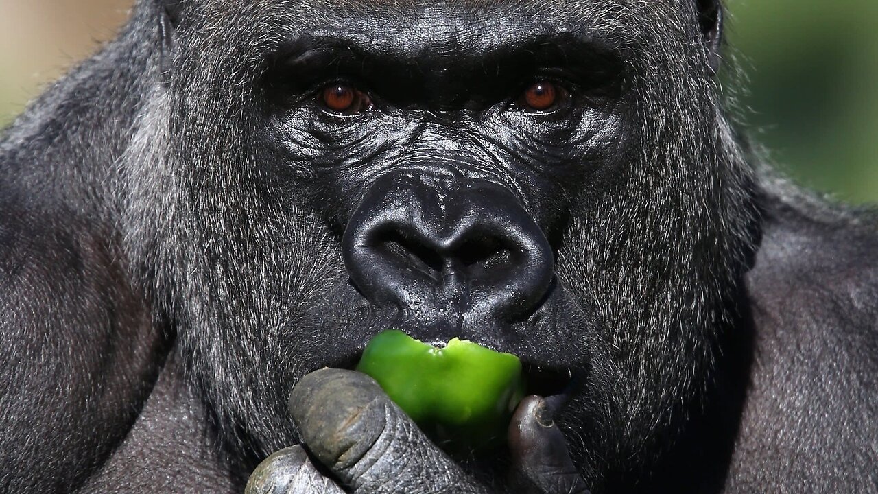 MGTOW Talks: Gorillas, Animals And Ethics