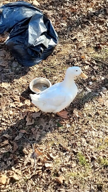 Quackers and his rooster buddy