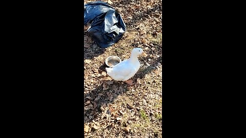 Quackers and his rooster buddy