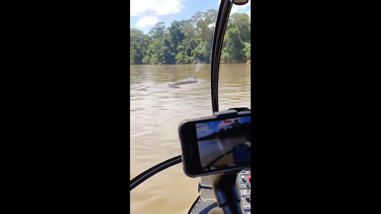 A big giant snake caught on camera!