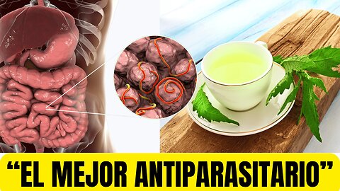 EPAZOTE: EL MEJOR ANTIPARASITARIO