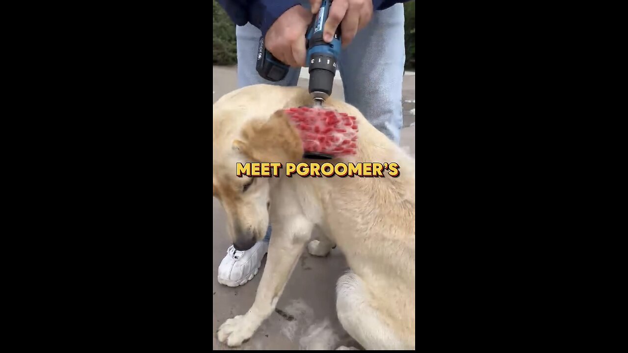 💆♀️ Turn grooming into a spa-like experience with PGroomer! 🐾