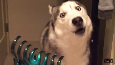 Funniest Husky Videos 🤣 🐶 Funny And Cute Dog Videos Compilation!