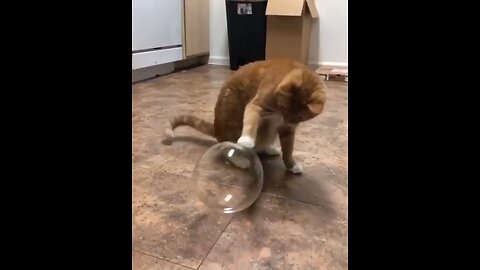 funny cat
