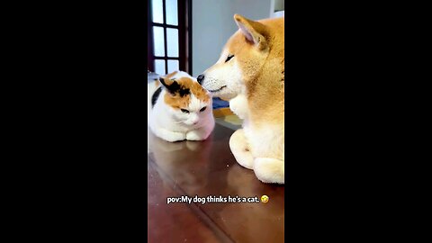 Funny Animals