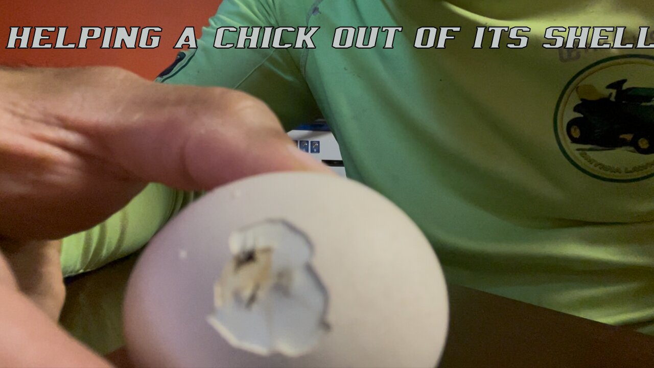 Helping a chick hatch