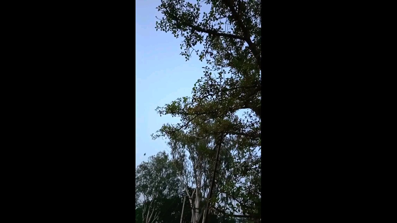satisfying Video