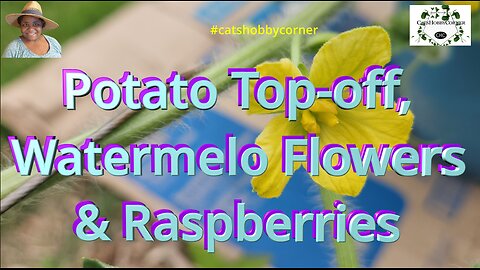 Potato Top Off, Watermelon Flowers & Raspberries - #catshobbycorner #gardening