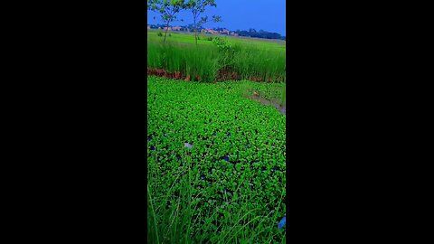 Village