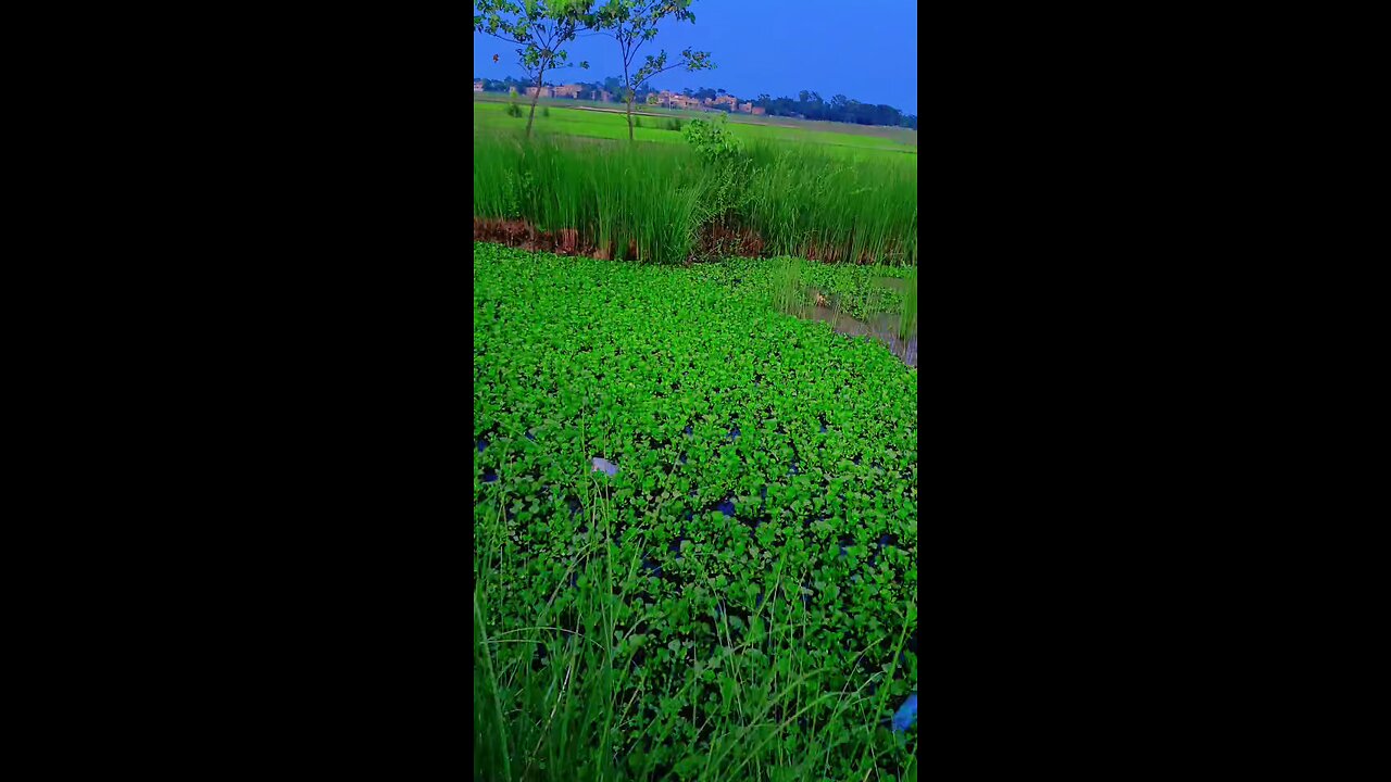 Village