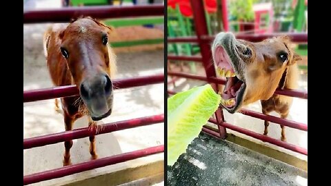 Your Daily Dose of Pets - A Very Awkward Horse
