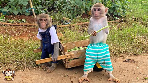 Monkey YiYi takes YinYin to harvest string beans for grandpa to cook for lunch