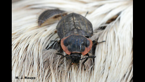 Meat-Eating Bugs: Terrifying Katydids That Could Eat You!