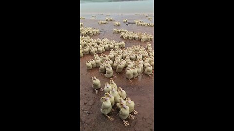 Adorable Ducklings Huddle in the Rain