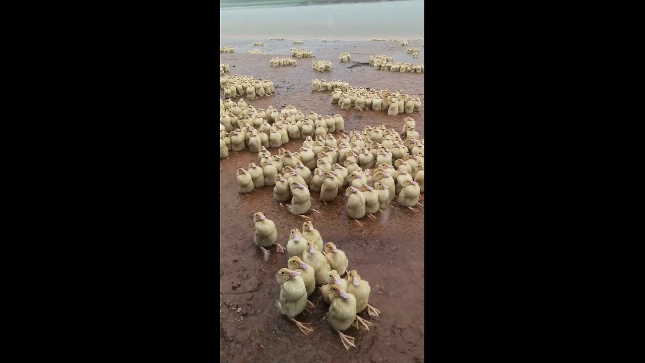 Adorable Ducklings Huddle in the Rain