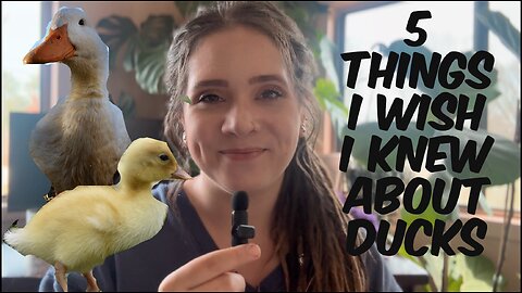 5 Things I Wish I Knew Before Getting Ducks