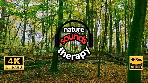4K Relaxation in Oak Forest; Birds & Nature's Silence (Away From the Noise)
