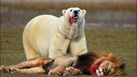 Polar Bear vs Lion: Who Is Stronger?