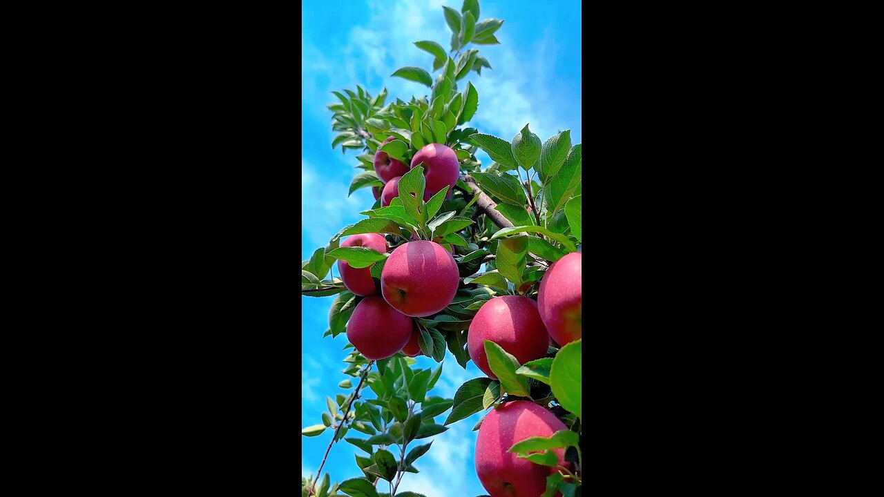 colourfull fruits