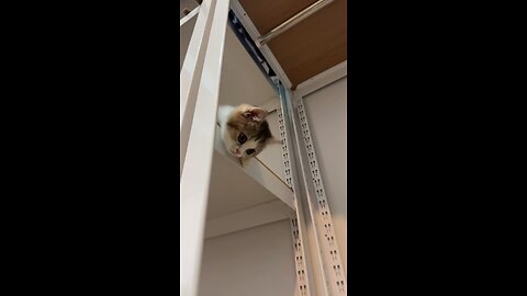 cute cat