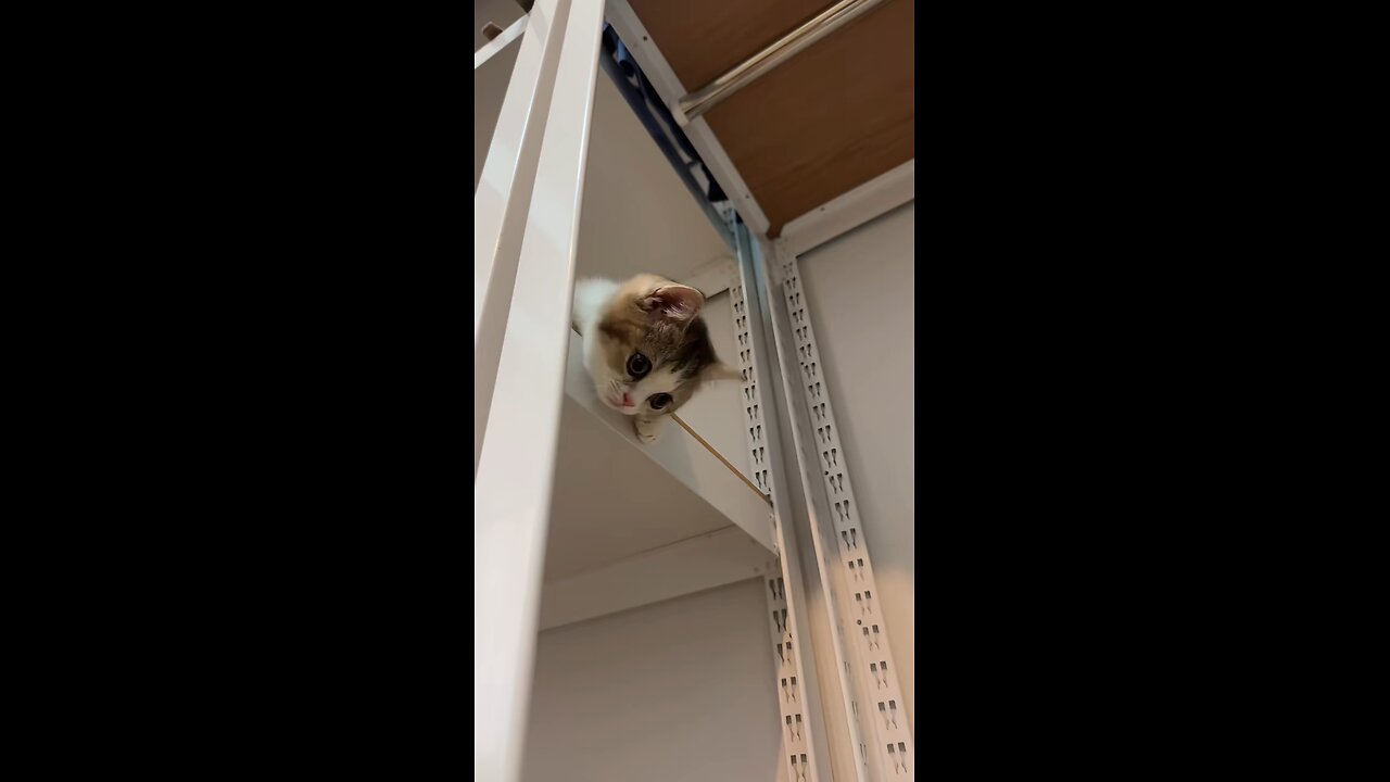 cute cat