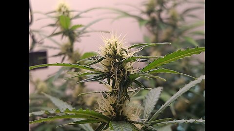 Gorilla Cookies auto week 6 day 6