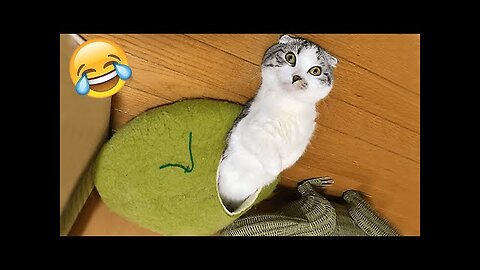 Funniest Cats and Dogs 🐶🐱 | Best Funny Animal Videos