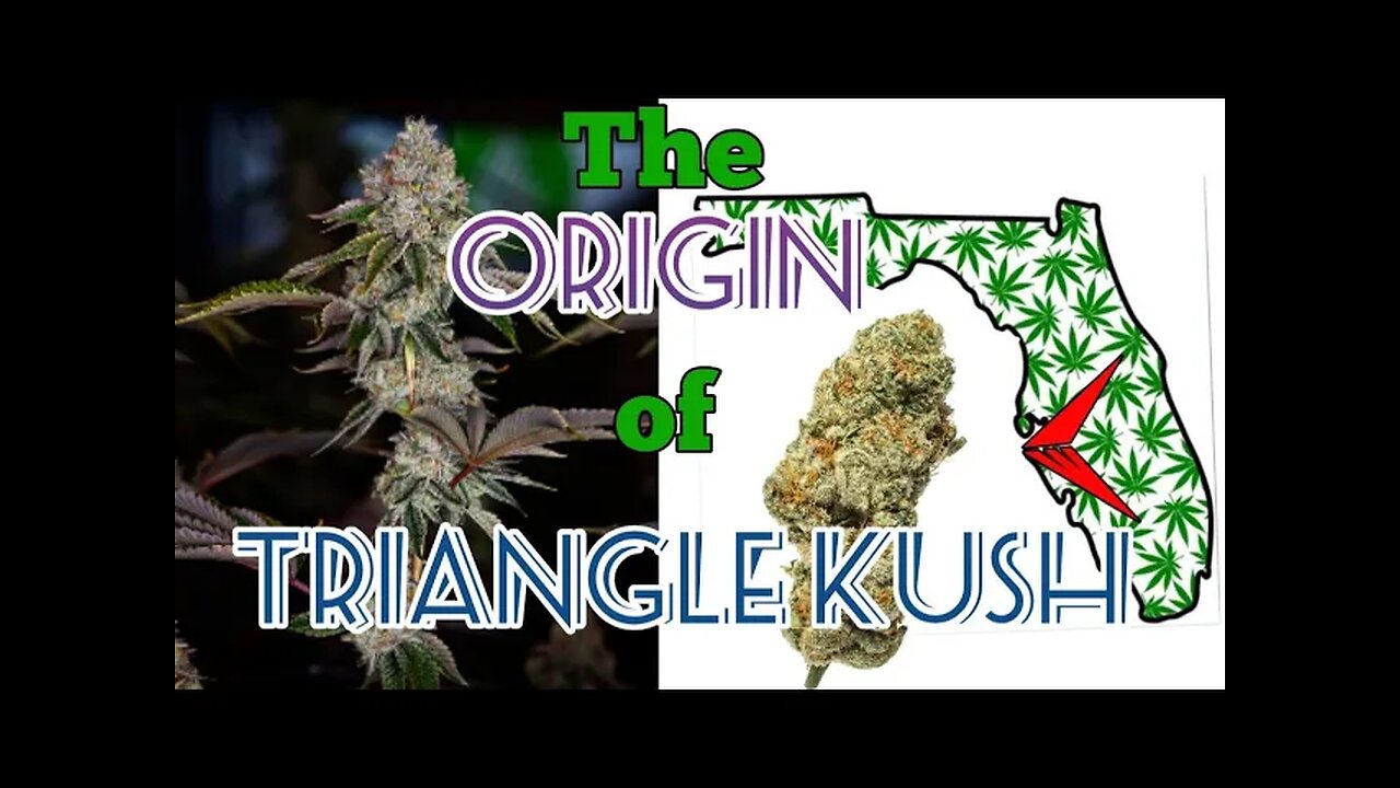 The Origins of Triangle Kush