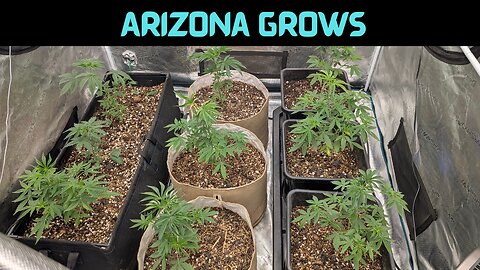 Cleaning and Transplanting The Next Grow