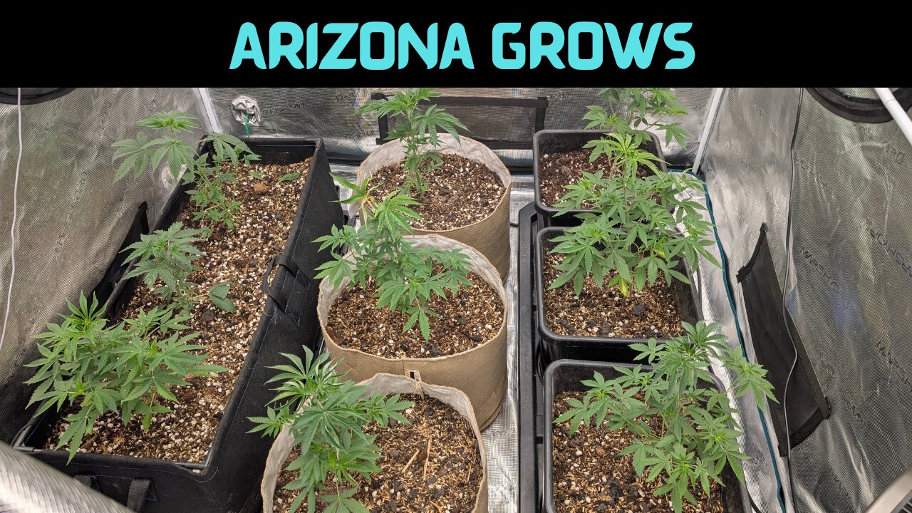 Cleaning and Transplanting The Next Grow